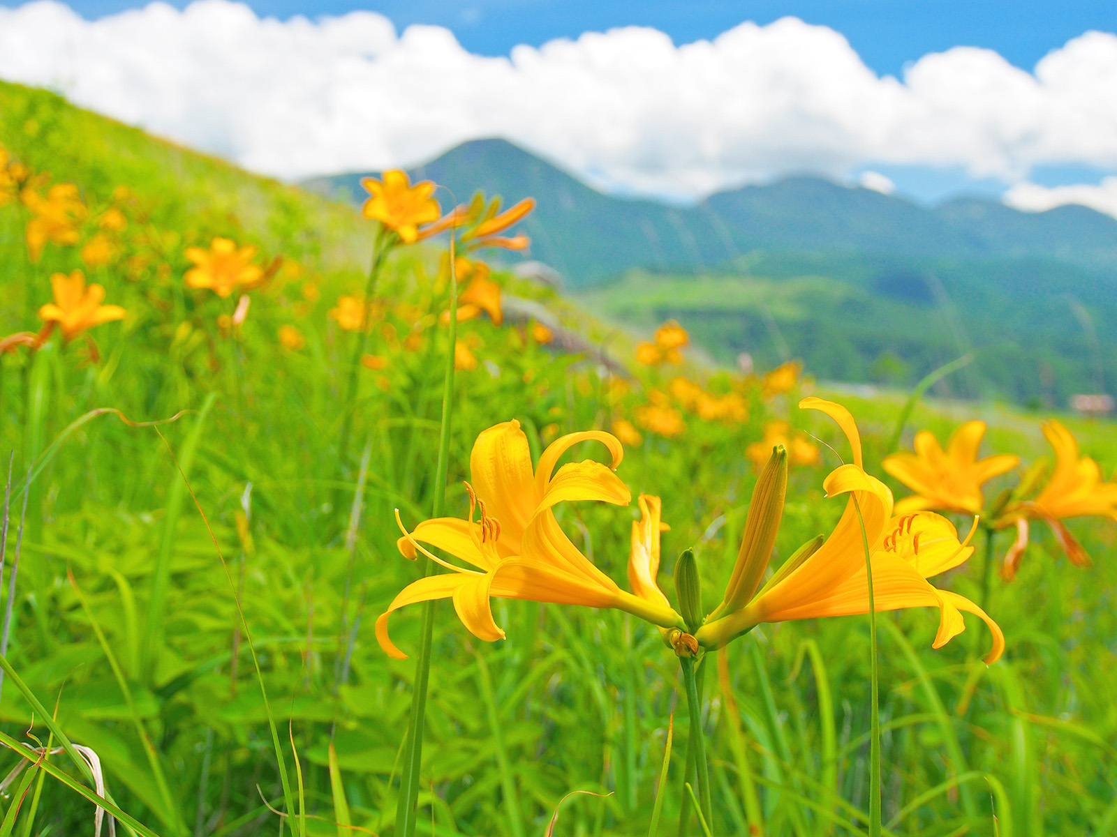 旭川のインテリアコーディネートはインテリアコーディネーター旭川の株式会社 彩暮にお任せください。店舗は旭川市4・5仲通りの道北振興さんの隣に、設計事務所とカーテンショールームを併設しています。カーテン工事、リフォーム、新築、イノベーション、工務店さんから一般のお客さま承ります。インテリアコーディネーター彩暮はカーテンプランから家具、リフォーム新築に対応いたします。住まいのお悩みはお気軽にご相談ください。